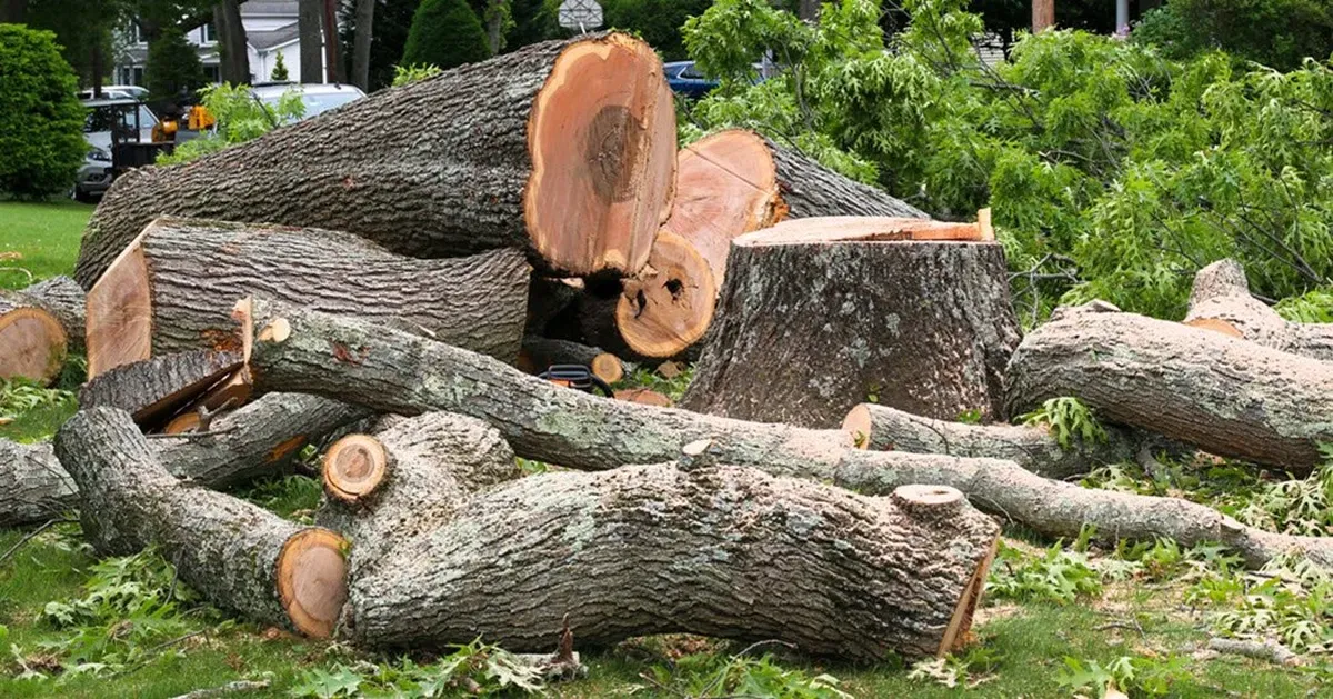 Tree Services